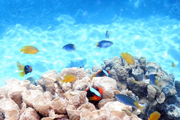 Sail to Michaelmas Cay: Great Barrier Reef Snorkel & Dive from Cairns photo 4