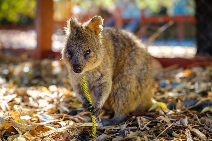 Rottnest Island Round-Trip Ferry from Fremantle — Beaches, Quokkas & Bike Trails photo 3