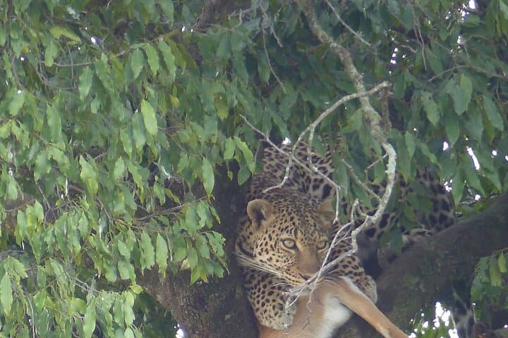 3-Day Magical Maasai Mara Private Safari from Nairobi photo 2
