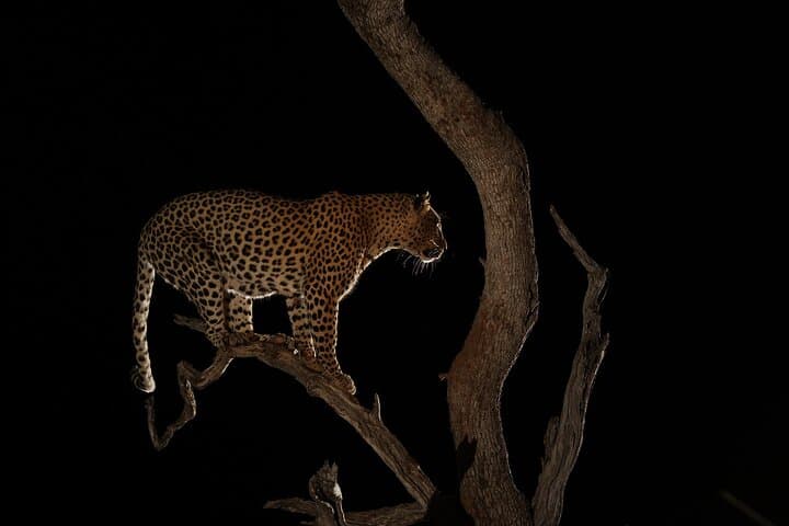 4-Day Serengeti Safari from Zanzibar — Walking & Night Game Drives Included photo 6