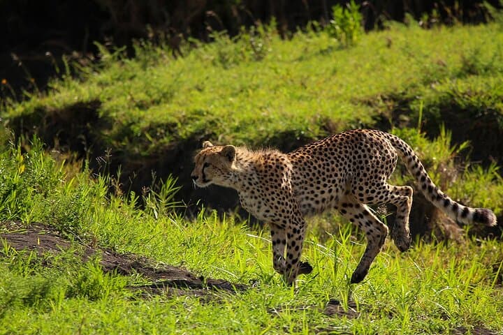 4-Day Serengeti Safari from Zanzibar — Walking & Night Game Drives Included photo 3