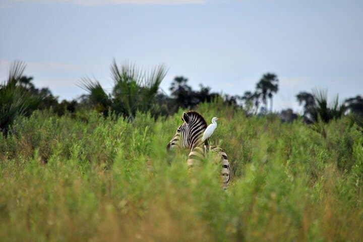 4-Day Serengeti Safari from Zanzibar — Walking & Night Game Drives Included photo 4