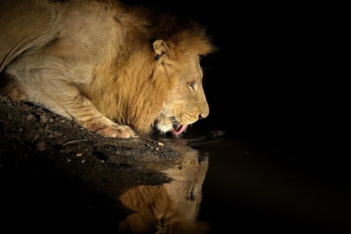 4-Day Serengeti Safari from Zanzibar — Walking & Night Game Drives Included photo 5
