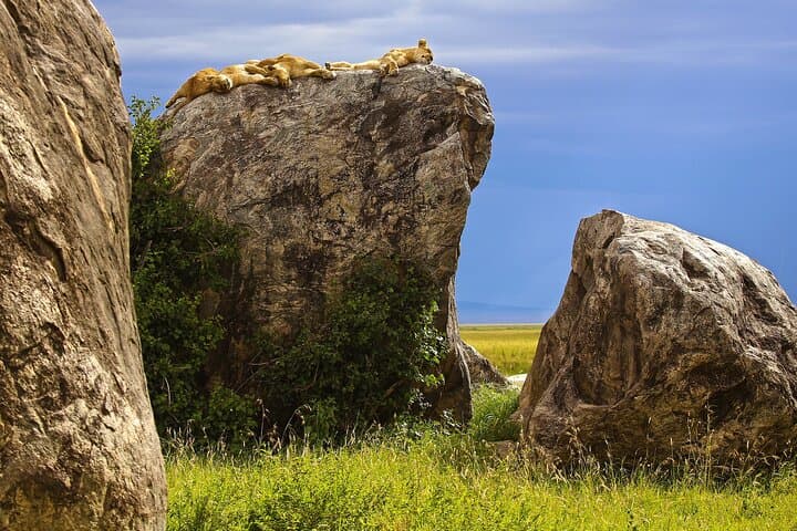 3-Day Serengeti & Tarangire Safari from Arusha — Big Cats, Elephants and Scenic Flight photo 3