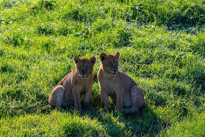 2-Day Tarangire & Ngorongoro Crater Safari from Arusha — Big Five in Two Days photo 4