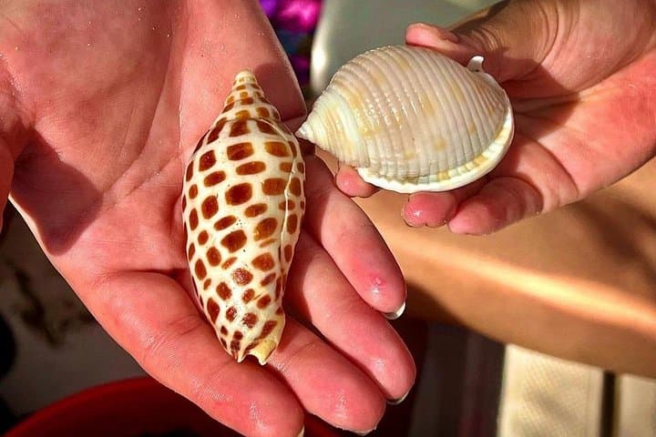 Private Shelling Tour in the Ten Thousand Islands — 4‑Hour Goodland Boat Excursion photo 3