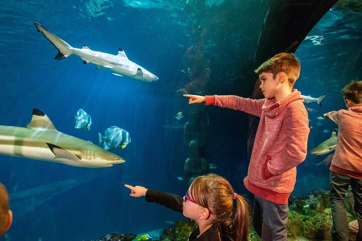 SEA LIFE Speyer — Underwater Walkthrough & Practical Visitor Guide photo 2