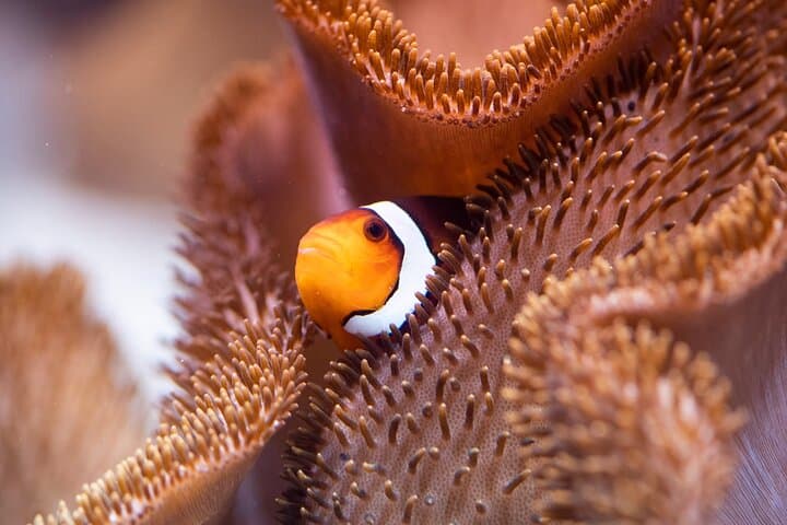 SEA LIFE Munich: Ocean Tunnel, 20+ Sharks & Family-Friendly Aquarium in Olympic Park photo 3