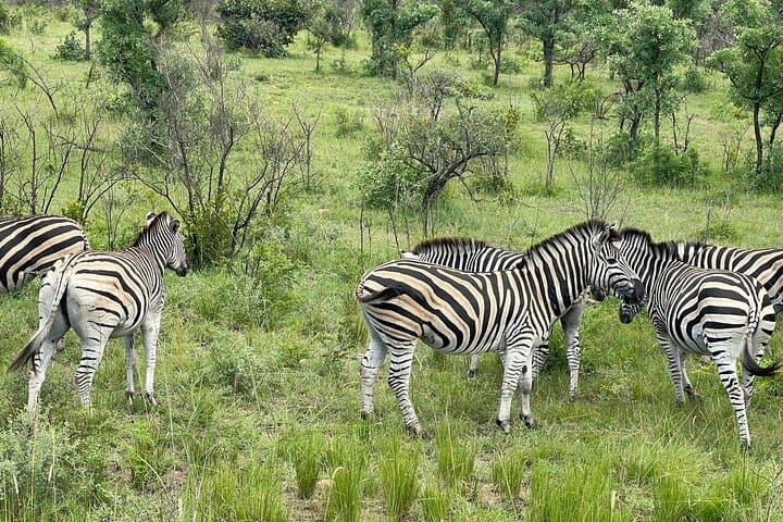 Kruger 2-Day Safari from Nelspruit: Big Five Morning & Afternoon Drives photo 2