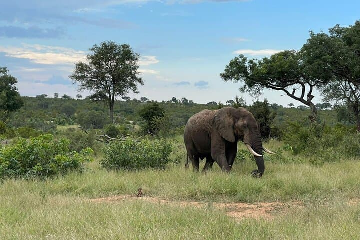 Kruger 2-Day Safari from Nelspruit: Big Five Morning & Afternoon Drives photo 3