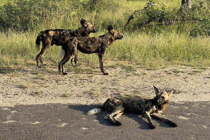 Kruger 2-Day Safari from Nelspruit: Big Five Morning & Afternoon Drives photo 4