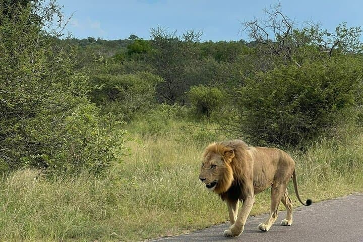 Kruger 2-Day Safari from Nelspruit: Big Five Morning & Afternoon Drives