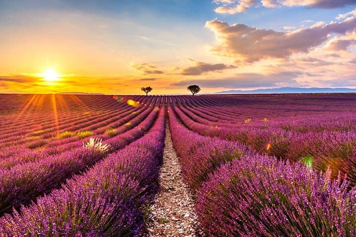 Day Tour to Valensole Lavender Fields, Gorges du Verdon & Moustiers from Aix-en-Provence