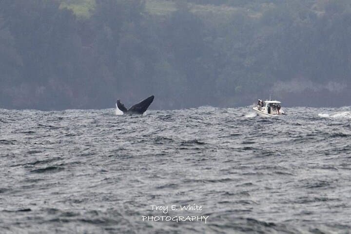 Hilo Royal Humpback Whale Exploration — Big Island Whale Watching photo 2