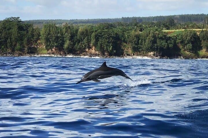 Hilo Royal Humpback Whale Exploration — Big Island Whale Watching photo 3