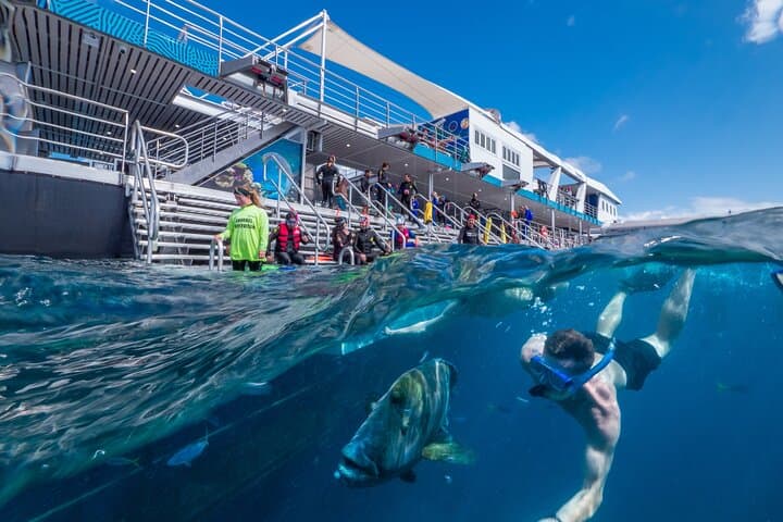 Great Barrier Reef Day Trip from Cairns — Snorkel, Dive & Marine-Biologist Experience