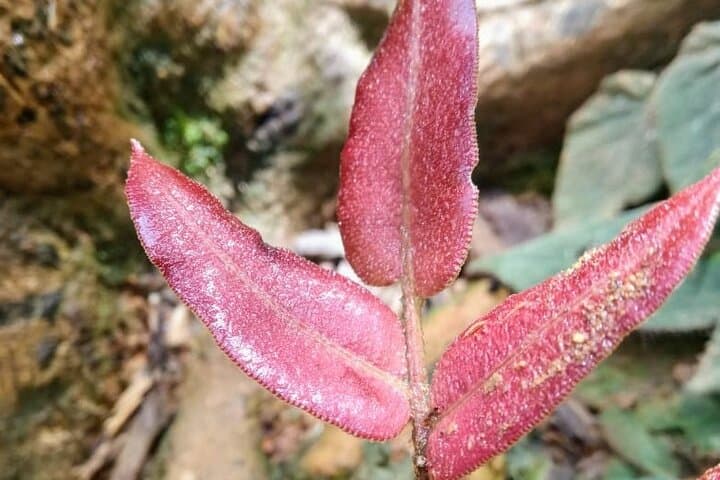Pico de Loro Hike: 12‑Hour Private Trek in the Farallones de Cali photo 4