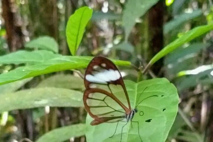 Pico de Loro Hike: 12‑Hour Private Trek in the Farallones de Cali photo 5