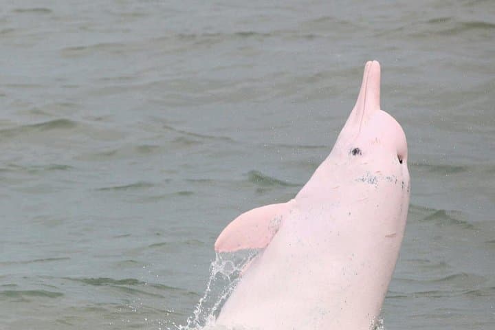 Hong Kong Dolphin Watch Tour: Spot Chinese Pink Dolphins near Lantau
