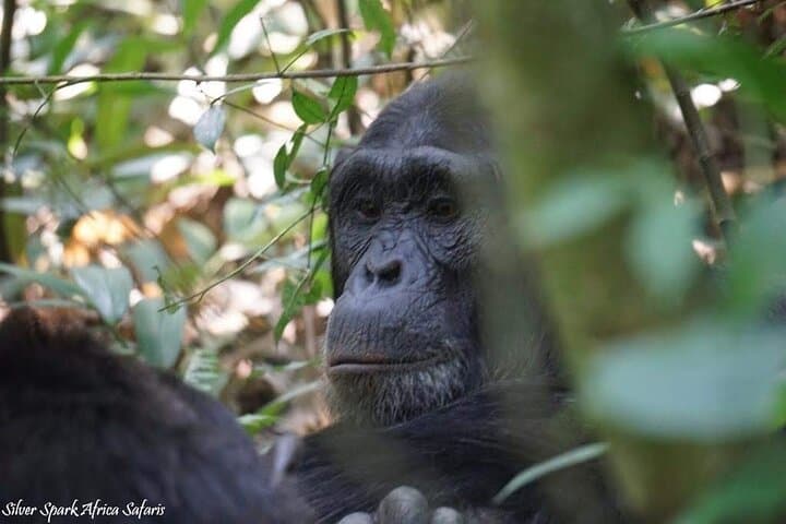 13-Day Uganda Gorilla Trek & Safari: Mgahinga, Maasai Mara, Amboseli