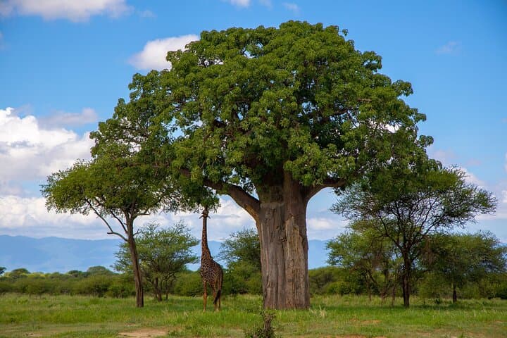 3-Day Serengeti & Tarangire Safari from Arusha — Big Cats, Elephants and Scenic Flight photo 6