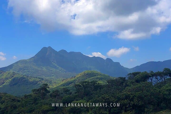 Knuckles Mountain Trek: Full-Day Hike Through Tea Fields and Cloud Forest