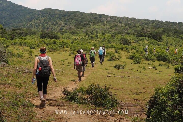 Knuckles Mountain Trek: Full-Day Hike Through Tea Fields and Cloud Forest photo 2