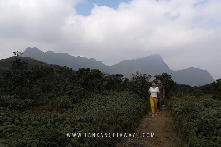 Knuckles Mountain Trek: Full-Day Hike Through Tea Fields and Cloud Forest photo 4