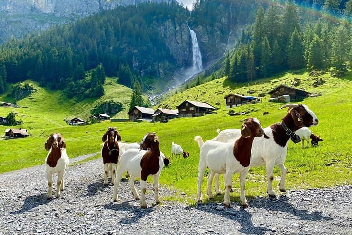 Private 1‑Day Zurich Tour — Lucerne Views, Klausen Pass & Sardona Waterfall photo 1