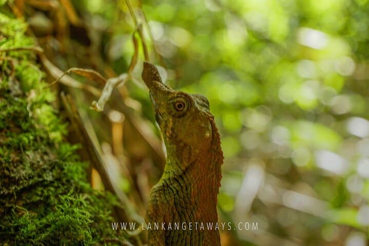 Knuckles Mountain Trek: Full-Day Hike Through Tea Fields and Cloud Forest photo 6