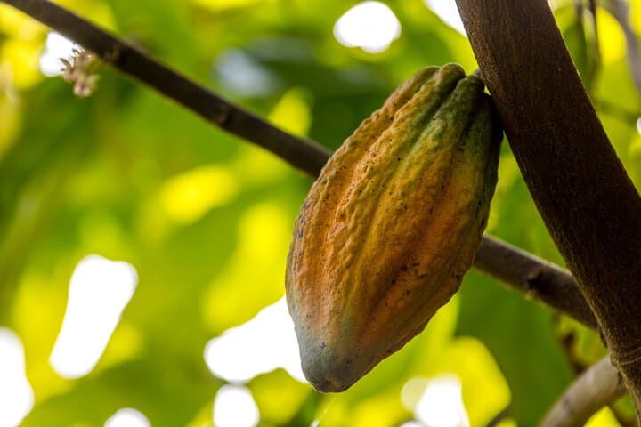 Discover Authentic Dominican Life on a Full-Day Safari Adventure photo 2