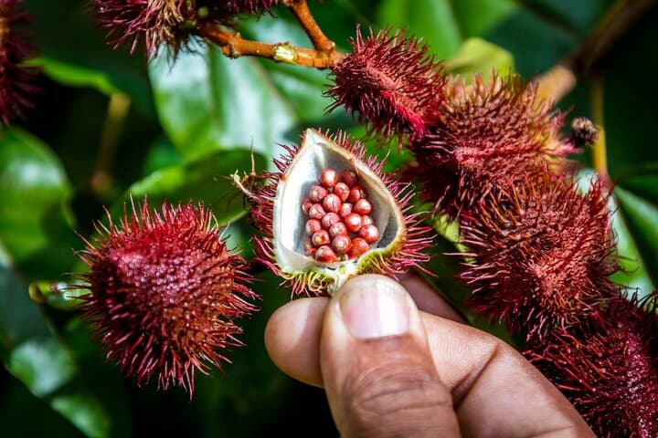 Discover Authentic Dominican Life on a Full-Day Safari Adventure photo 4