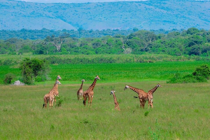 Full-Day Akagera National Park Private Safari from Kigali — Big Five, Lakes & Wildlife photo 4