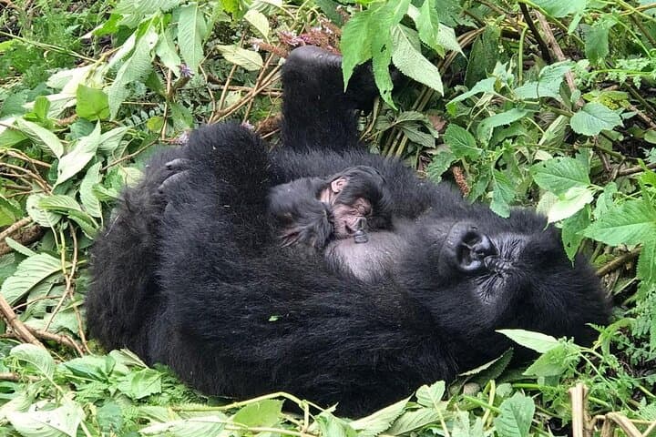 2-Day Golden Monkey Trekking in Volcanoes National Park, Rwanda