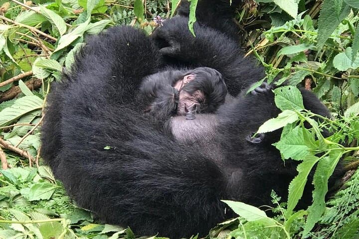2-Day Golden Monkey Trekking in Volcanoes National Park, Rwanda photo 2
