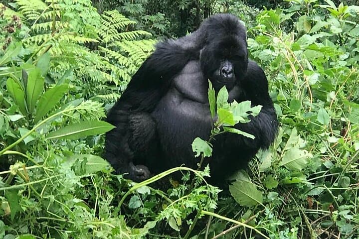 2-Day Golden Monkey Trekking in Volcanoes National Park, Rwanda photo 3
