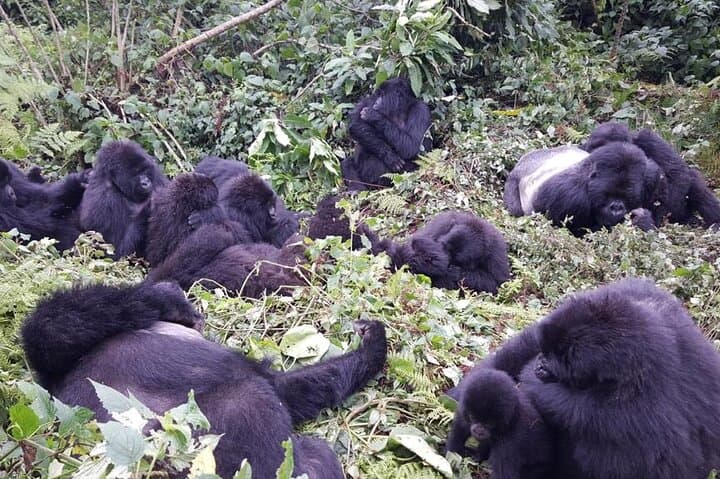 2-Day Golden Monkey Trekking in Volcanoes National Park, Rwanda photo 4