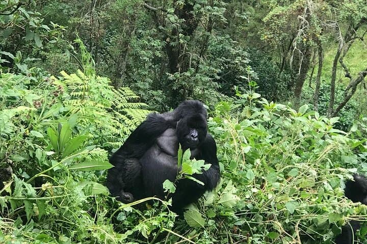 2-Day Golden Monkey Trekking in Volcanoes National Park, Rwanda photo 5