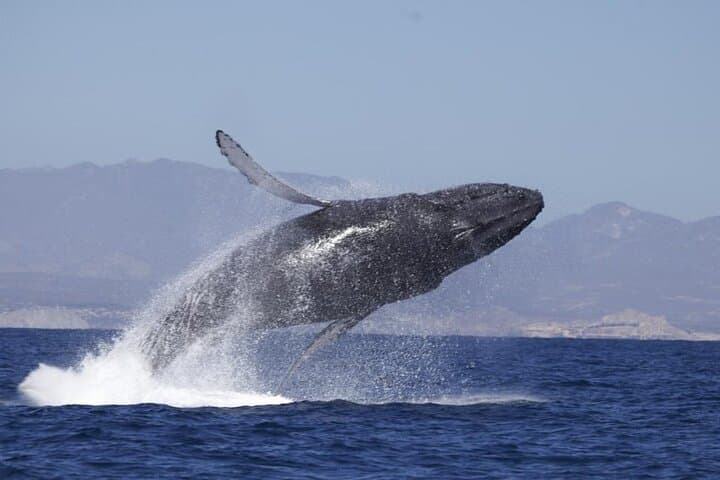 4-Hour Whale Watching Cruise in Puerto Vallarta — Banderas Bay Humpback Encounters