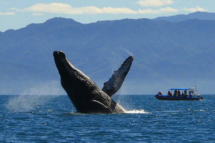 4-Hour Whale Watching Cruise in Puerto Vallarta — Banderas Bay Humpback Encounters photo 2