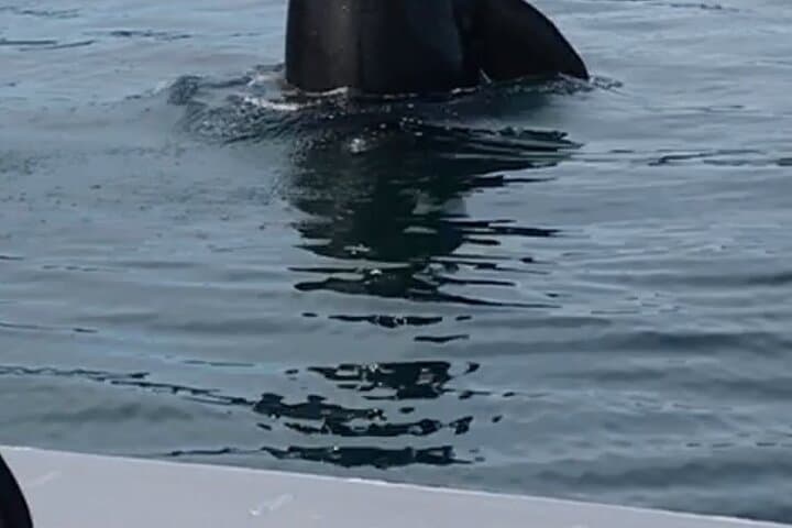Small-Group Whale Watching at Icy Strait Point — Humpbacks & Wildlife photo 5