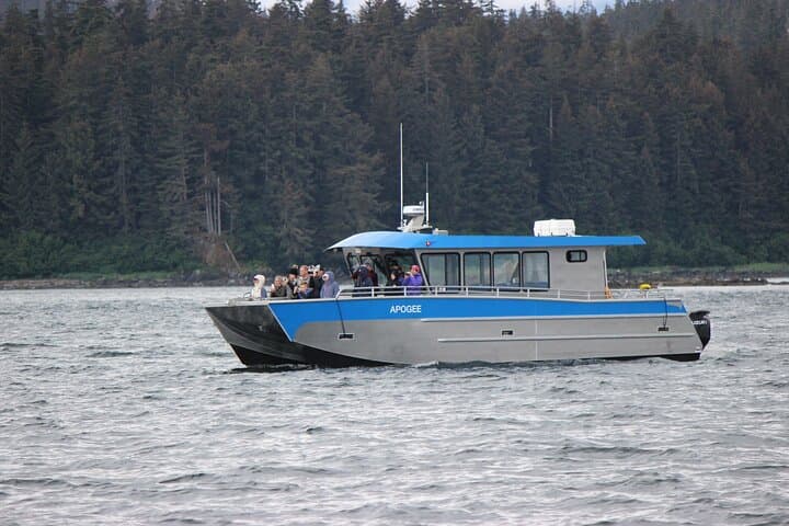 Small-Group Whale Watching at Icy Strait Point — Humpbacks & Wildlife
