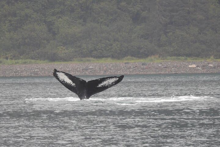 Small-Group Whale Watching at Icy Strait Point — Humpbacks & Wildlife photo 2