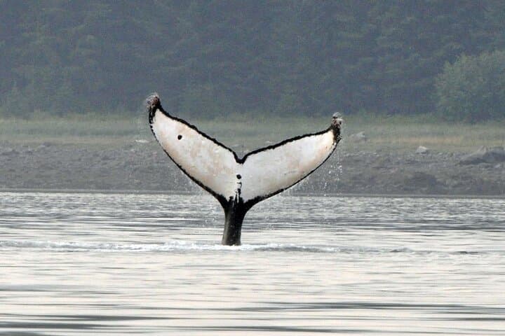 Small-Group Whale Watching at Icy Strait Point — Humpbacks & Wildlife photo 4