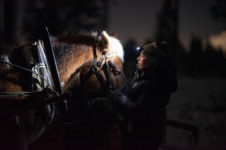 Northern Lights Sleigh Ride with Finnhorses — Rovaniemi Aurora Tour photo 1