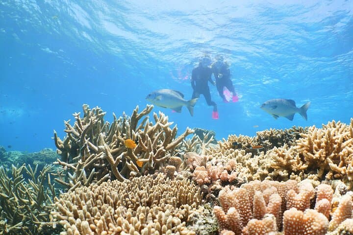 Agincourt Reef Snorkel Cruise from Palm Cove — Outer Great Barrier Reef Day Trip photo 2