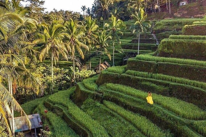 Ubud Monkey Forest, Tegalalang Rice Terraces, Tirta Empul & Waterfalls — Full-Day Tour photo 2