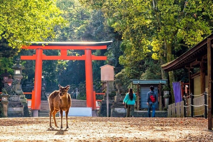 Arashiyama and Nara One-Day Private Tour: Bamboo Groves, Deer & Temples