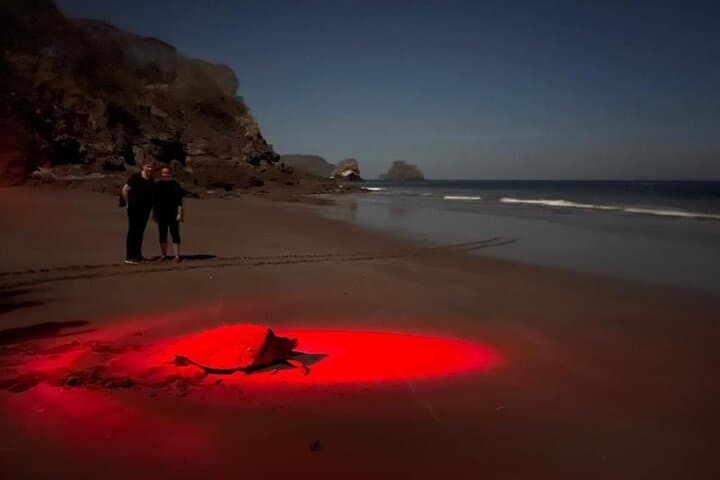 Tamarindo Turtle Watching Night Tours with Expert Naturalist — Sea Turtle Nesting Experience