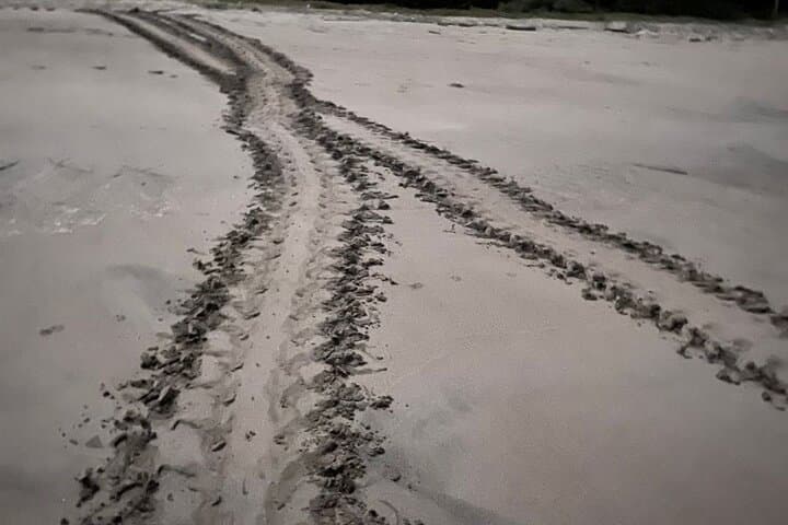 Tamarindo Turtle Watching Night Tours with Expert Naturalist — Sea Turtle Nesting Experience photo 2
